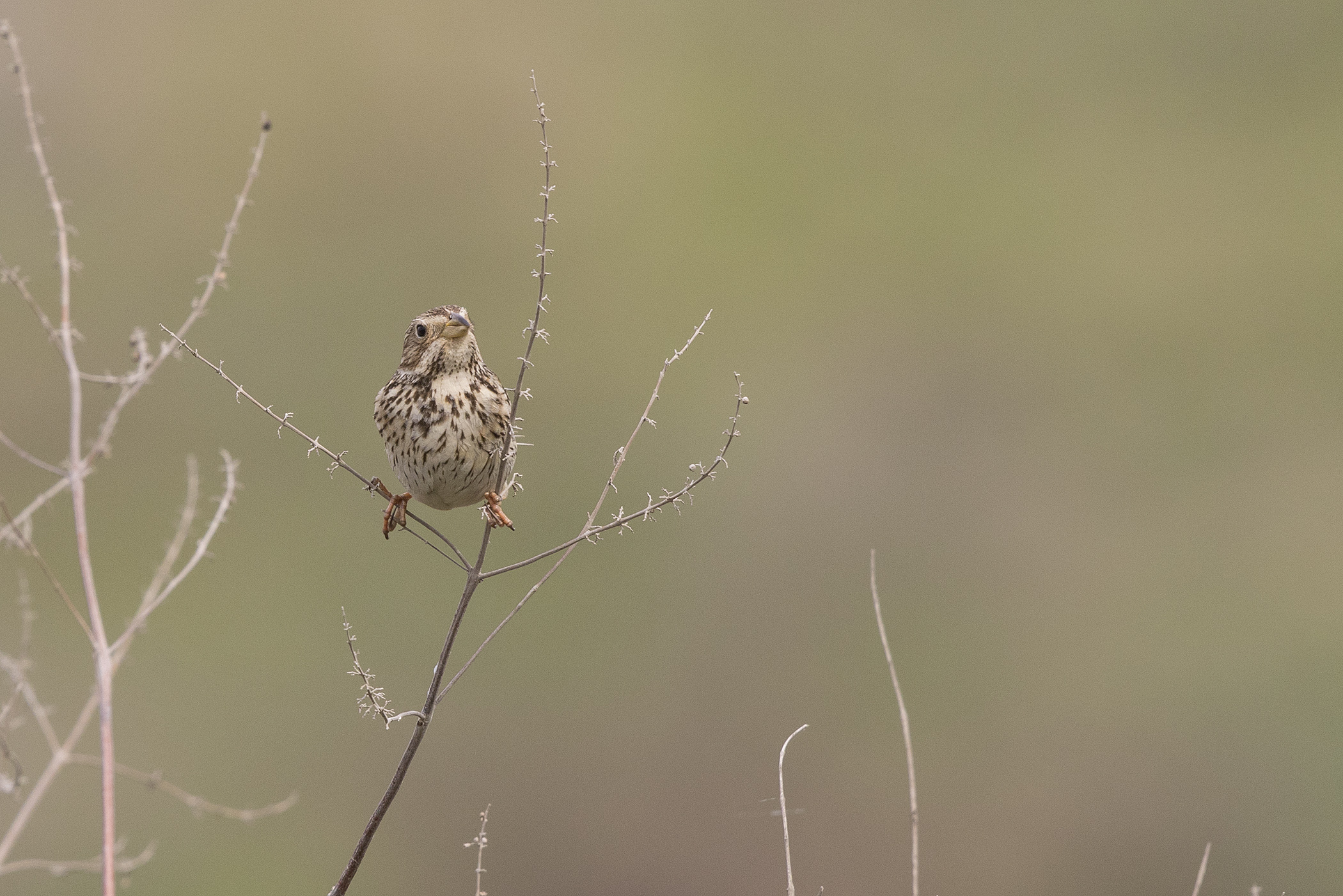 Corn Bunting
